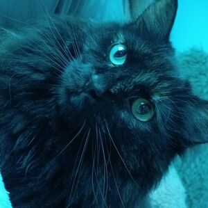 Meet your Posher, Layla